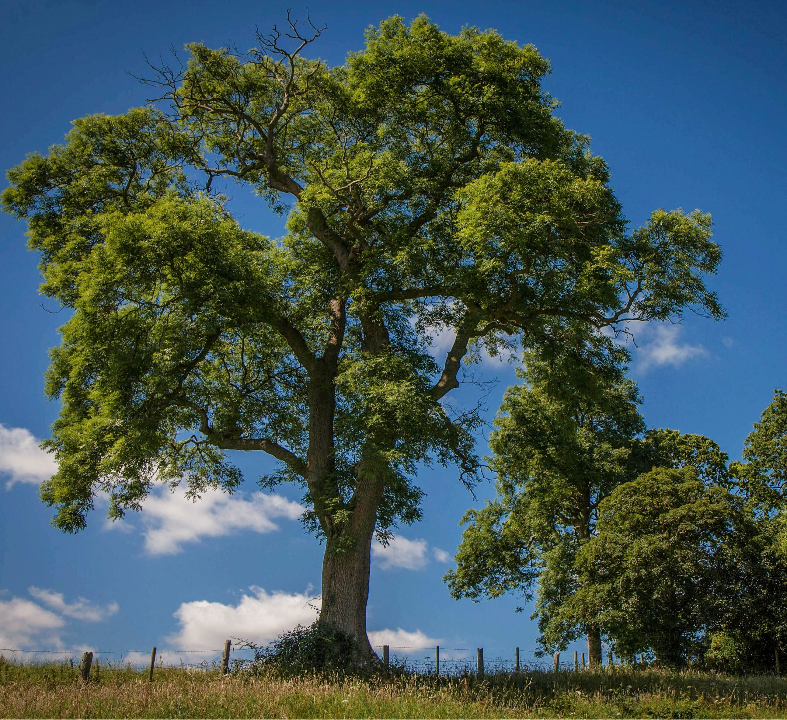 Fred Dunn Trees in Pastel Pastel Painting Lessons Pastel